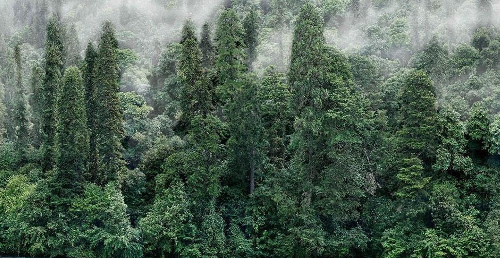 植物群落功能性状及其对生态系统调控机制研究